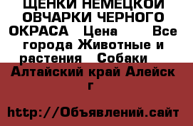 ЩЕНКИ НЕМЕЦКОЙ ОВЧАРКИ ЧЕРНОГО ОКРАСА › Цена ­ 1 - Все города Животные и растения » Собаки   . Алтайский край,Алейск г.